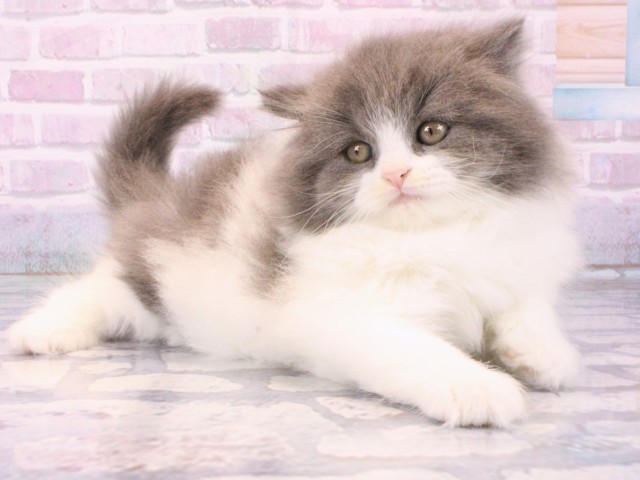 大阪府のブリティッシュロングヘアー (Coo&RIKU茶屋町店/2025年12月14日生まれ/男の子/ブルーホワイト)の子猫の2枚目の画像
