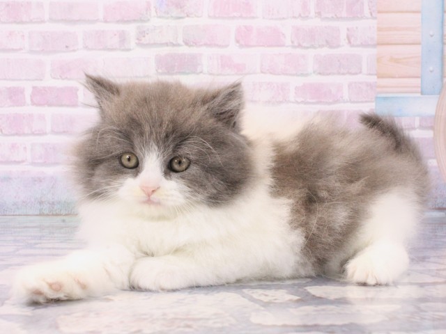 大阪府のブリティッシュロングヘアー (Coo&RIKU茶屋町店/2025年12月14日生まれ/男の子/ブルーホワイト)の子猫の3枚目の画像