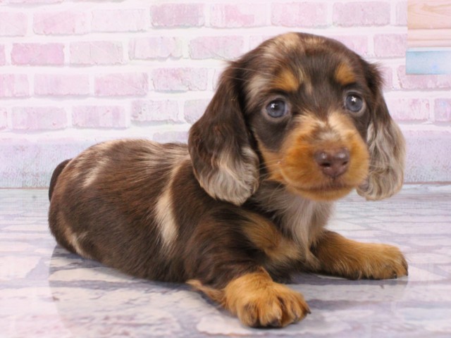 大阪府のカニンヘンダックスフンド(ロング) (Coo&RIKU天王寺店/2025年12月13日生まれ/女の子/チョコレートダップル)の子犬の2枚目の画像