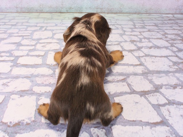 大阪府のカニンヘンダックスフンド(ロング) (Coo&RIKU天王寺店/2025年12月13日生まれ/女の子/チョコレートダップル)の子犬の4枚目の画像