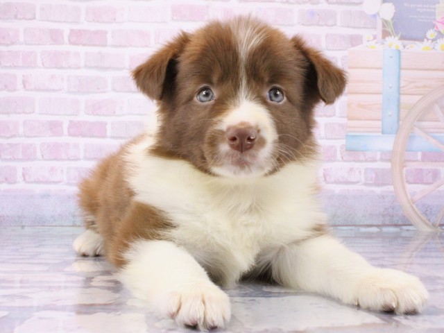 ボーダーコリー