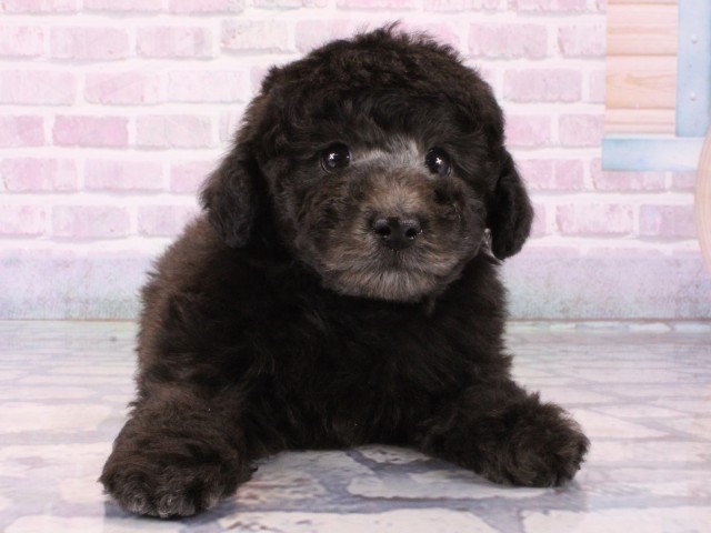 奈良県のトイプードル(トイ) (Coo&RIKU奈良新庄店/2025年12月13日生まれ/男の子/グレー)の子犬の1枚目の画像