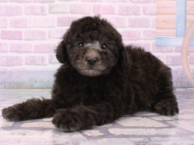 奈良県のトイプードル(トイ) (Coo&RIKU奈良新庄店/2025年12月13日生まれ/男の子/グレー)の子犬の2枚目の画像