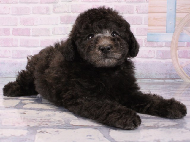 奈良県のトイプードル(トイ) (Coo&RIKU奈良新庄店/2025年12月13日生まれ/男の子/グレー)の子犬の3枚目の画像