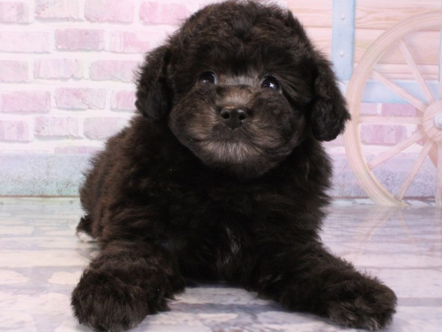 大阪府のトイプードル(トイ) (Coo&RIKU梅田店/2025年12月13日生まれ/女の子/グレー)の子犬の1枚目の画像