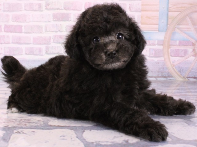 大阪府のトイプードル(トイ) (Coo&RIKU梅田店/2025年12月13日生まれ/女の子/グレー)の子犬の2枚目の画像