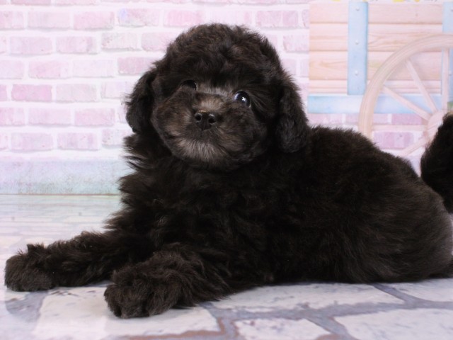 大阪府のトイプードル(トイ) (Coo&RIKU梅田店/2025年12月13日生まれ/女の子/グレー)の子犬の3枚目の画像