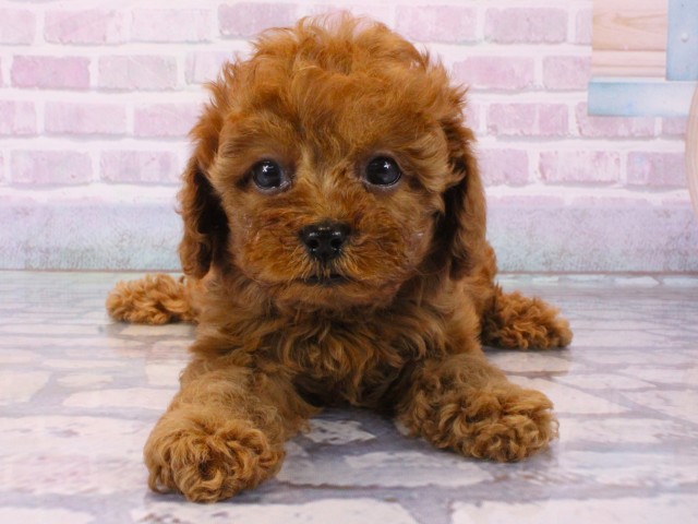 奈良県のトイプードル(トイ) (Coo&RIKU奈良新庄店/2025年12月13日生まれ/女の子/オレンジフォーン)の子犬の1枚目の画像