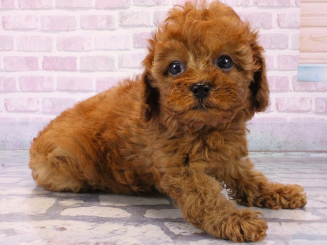 奈良県のトイプードル(トイ) (Coo&RIKU奈良新庄店/2025年12月13日生まれ/女の子/オレンジフォーン)の子犬の2枚目の画像