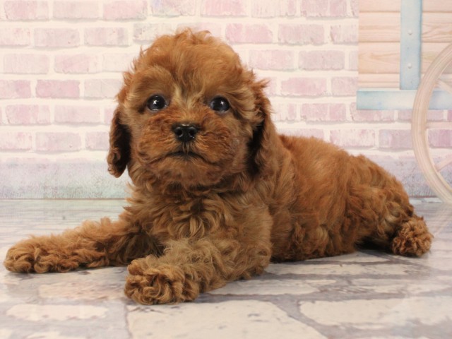 奈良県のトイプードル(トイ) (Coo&RIKU奈良新庄店/2025年12月13日生まれ/女の子/オレンジフォーン)の子犬の3枚目の画像