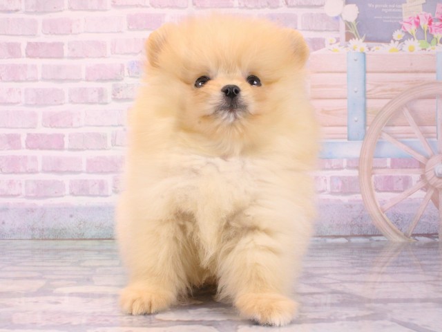 大阪府のポメラニアン (Coo&RIKU天王寺店/2025年12月14日生まれ/男の子/クリーム)の子犬の1枚目の画像