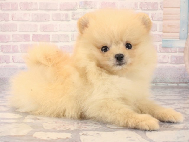 大阪府のポメラニアン (Coo&RIKU天王寺店/2025年12月14日生まれ/男の子/クリーム)の子犬の2枚目の画像