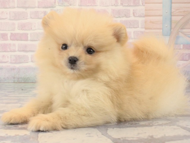 大阪府のポメラニアン (Coo&RIKU天王寺店/2025年12月14日生まれ/男の子/クリーム)の子犬の3枚目の画像