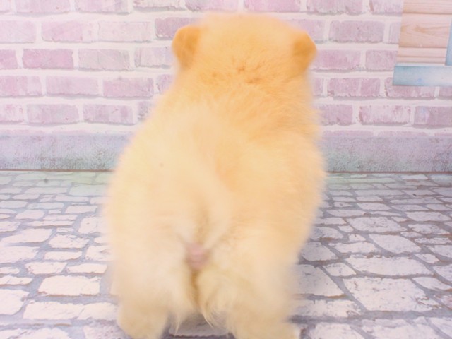 大阪府のポメラニアン (Coo&RIKU天王寺店/2025年12月14日生まれ/男の子/クリーム)の子犬の4枚目の画像