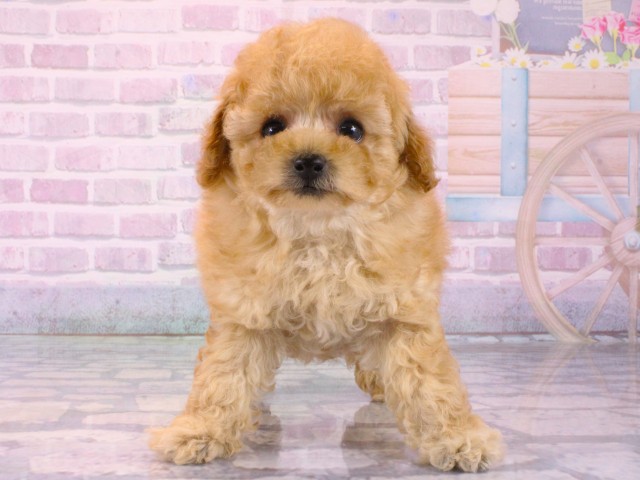 兵庫県のトイプードル(トイ) (Coo&RIKU神戸三宮店/2025年12月13日生まれ/男の子/オレンジフォーン)の子犬の1枚目の画像