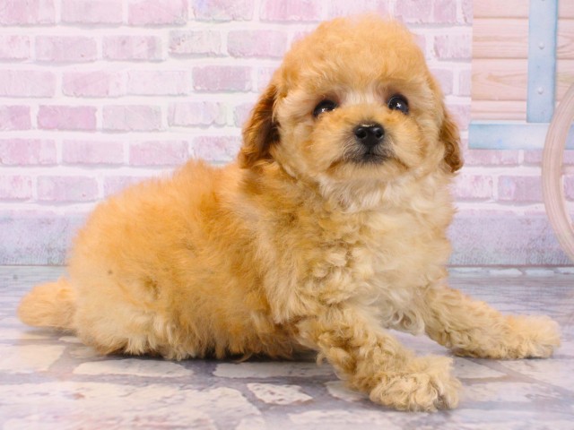 兵庫県のトイプードル(トイ) (Coo&RIKU神戸三宮店/2025年12月13日生まれ/男の子/オレンジフォーン)の子犬の2枚目の画像