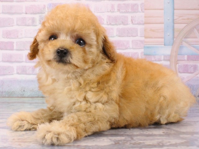 兵庫県のトイプードル(トイ) (Coo&RIKU神戸三宮店/2025年12月13日生まれ/男の子/オレンジフォーン)の子犬の3枚目の画像