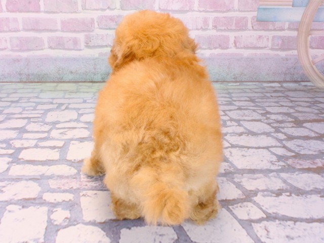 兵庫県のトイプードル(トイ) (Coo&RIKU神戸三宮店/2025年12月13日生まれ/男の子/オレンジフォーン)の子犬の4枚目の画像