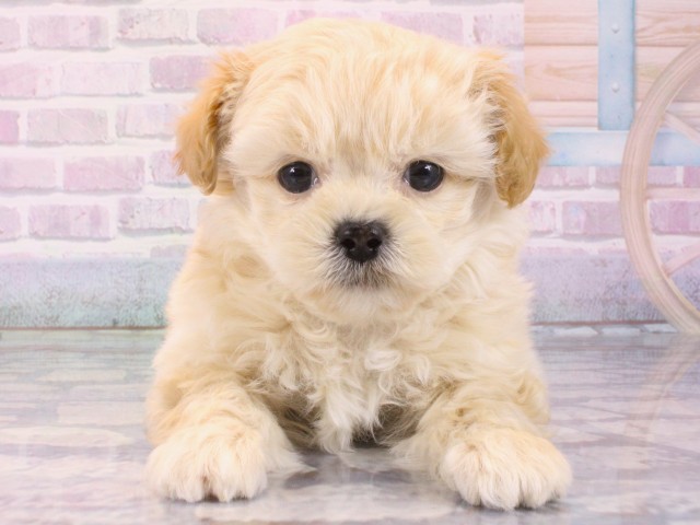 奈良県のペキプー(ペキニーズ×プードル) (Coo&RIKU奈良新庄店/2025年12月14日生まれ/男の子/クリーム)の子犬の1枚目の画像