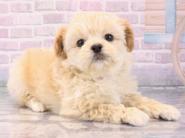奈良県のペキプー(ペキニーズ×プードル) (Coo&RIKU奈良新庄店/2025年12月14日生まれ/男の子/クリーム)の子犬の2枚目の画像