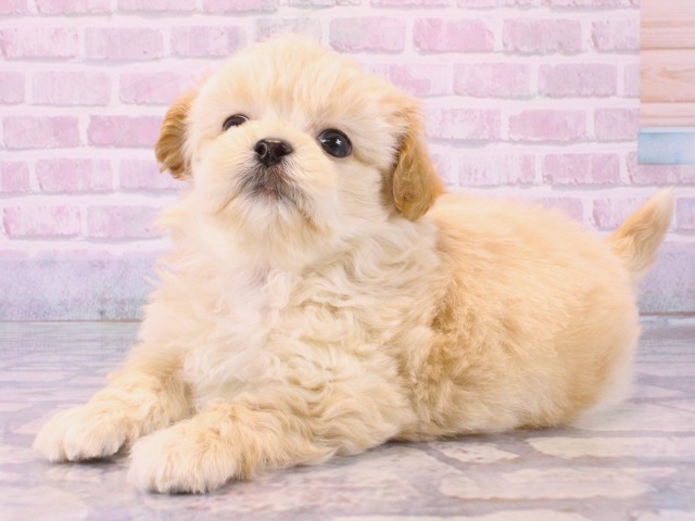 奈良県のペキプー(ペキニーズ×プードル) (Coo&RIKU奈良新庄店/2025年12月14日生まれ/男の子/クリーム)の子犬の3枚目の画像