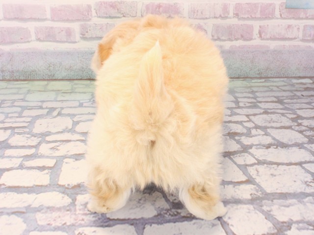 奈良県のペキプー(ペキニーズ×プードル) (Coo&RIKU奈良新庄店/2025年12月14日生まれ/男の子/クリーム)の子犬の4枚目の画像