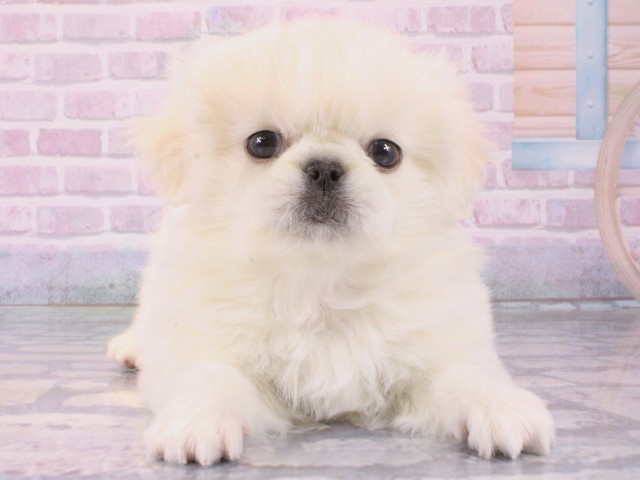 大阪府のペキニーズ (Coo&RIKU梅田店/2025年12月14日生まれ/男の子/ホワイト)の子犬の1枚目の画像