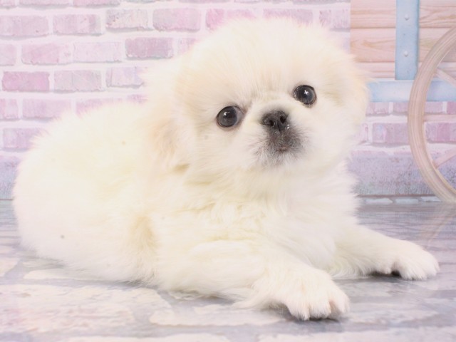 大阪府のペキニーズ (Coo&RIKU梅田店/2025年12月14日生まれ/男の子/ホワイト)の子犬の2枚目の画像