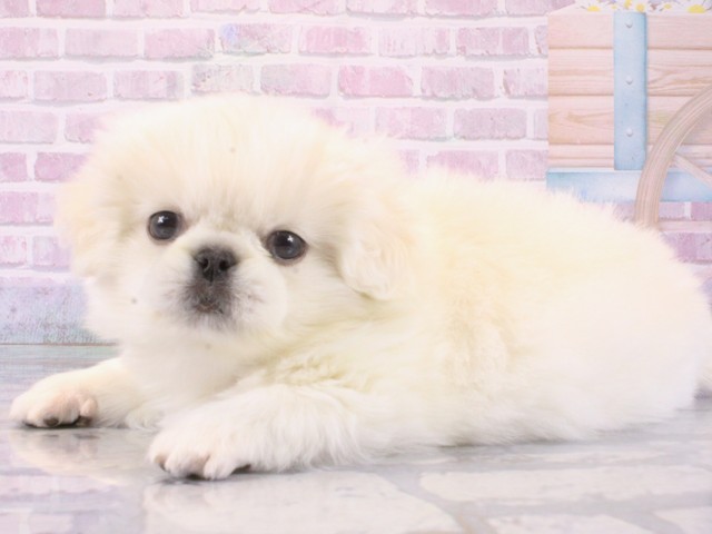 大阪府のペキニーズ (Coo&RIKU梅田店/2025年12月14日生まれ/男の子/ホワイト)の子犬の3枚目の画像