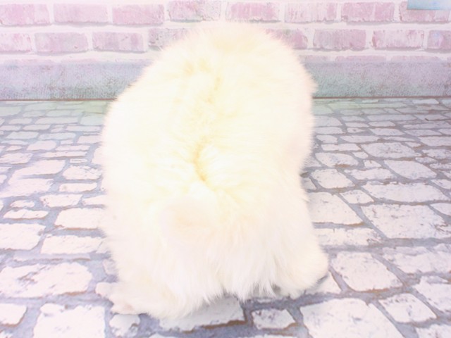 大阪府のペキニーズ (Coo&RIKU梅田店/2025年12月14日生まれ/男の子/ホワイト)の子犬の4枚目の画像