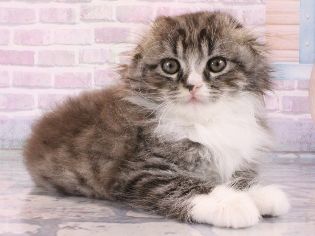 大阪府のスコティッシュフォールド (Coo&RIKU梅田店/2025年12月12日生まれ/男の子/ブラウンタビー)の子猫の2枚目の画像