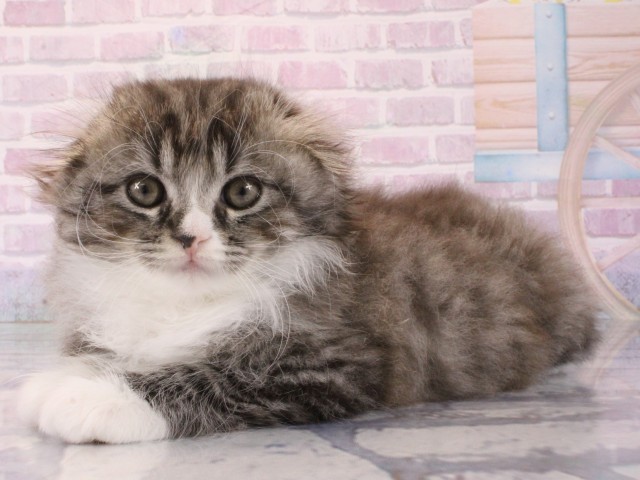 大阪府のスコティッシュフォールド (Coo&RIKU梅田店/2025年12月12日生まれ/男の子/ブラウンタビー)の子猫の3枚目の画像