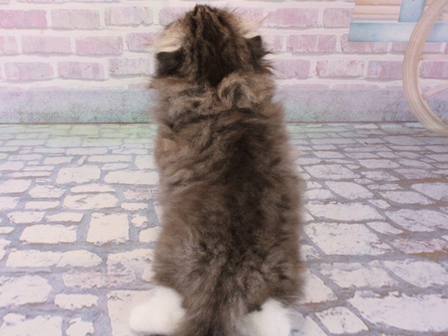 大阪府のスコティッシュフォールド (Coo&RIKU梅田店/2025年12月12日生まれ/男の子/ブラウンタビー)の子猫の4枚目の画像