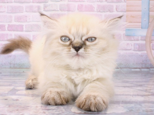 大阪府のミヌエット (Coo&RIKU梅田店/2025年12月12日生まれ/女の子/シールリンクスポイント)の子猫の1枚目の画像