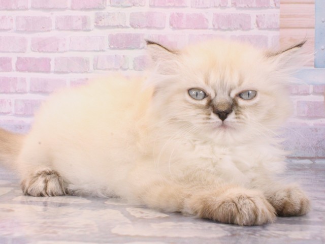 大阪府のミヌエット (Coo&RIKU梅田店/2025年12月12日生まれ/女の子/シールリンクスポイント)の子猫の2枚目の画像