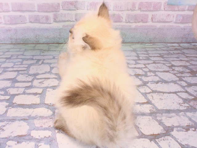 大阪府のミヌエット (Coo&RIKU梅田店/2025年12月12日生まれ/女の子/シールリンクスポイント)の子猫の4枚目の画像