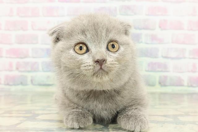 スコティッシュフォールド