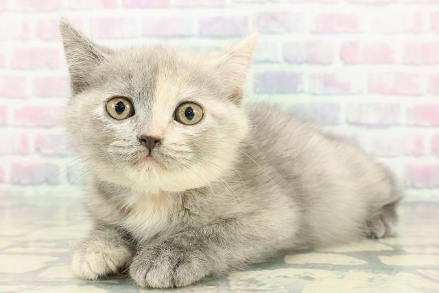 宮城県のスコティッシュフォールド (Coo&RIKU石巻店/2025年12月14日生まれ/女の子/ブルークリーム)の子猫の2枚目の画像