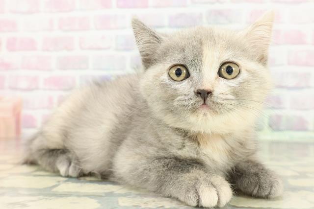 宮城県のスコティッシュフォールド (Coo&RIKU石巻店/2025年12月14日生まれ/女の子/ブルークリーム)の子猫の3枚目の画像