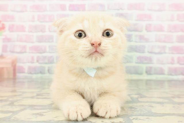 群馬県のスコティッシュフォールド (Coo&RIKU藤岡店/2025年12月14日生まれ/男の子/クリームタビー)の子猫の1枚目の画像