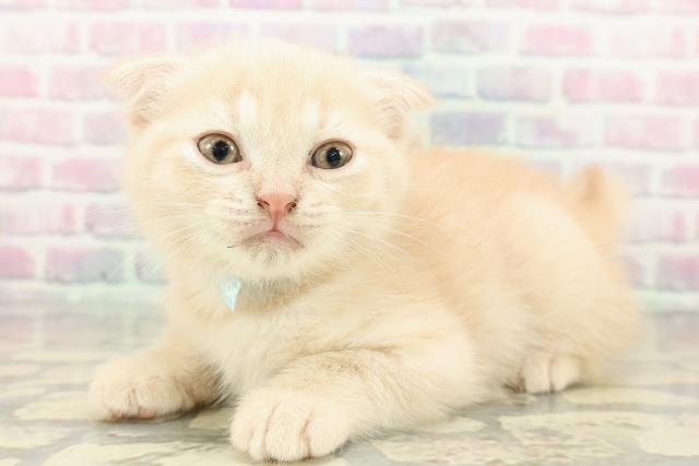 群馬県のスコティッシュフォールド (Coo&RIKU藤岡店/2025年12月14日生まれ/男の子/クリームタビー)の子猫の2枚目の画像