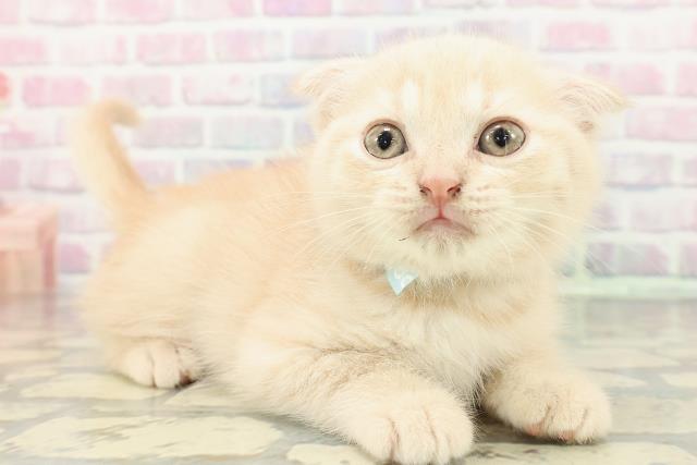 群馬県のスコティッシュフォールド (Coo&RIKU藤岡店/2025年12月14日生まれ/男の子/クリームタビー)の子猫の3枚目の画像