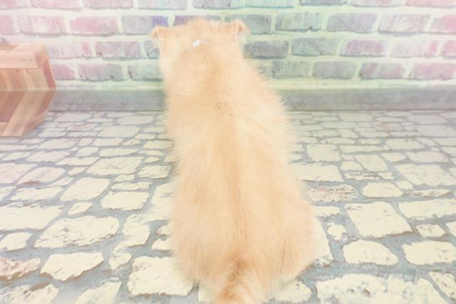 群馬県のスコティッシュフォールド (Coo&RIKU藤岡店/2025年12月14日生まれ/男の子/クリームタビー)の子猫の4枚目の画像