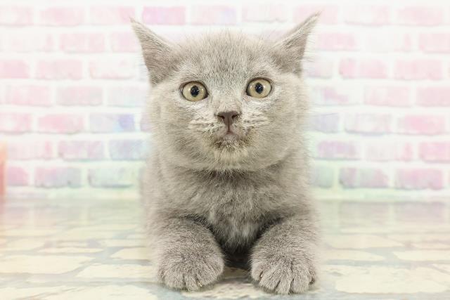 新潟県のスコティッシュフォールド (Coo&RIKU上越店/2025年12月14日生まれ/女の子/ブルー)の子猫の1枚目の画像