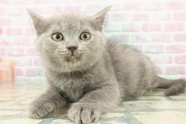 新潟県のスコティッシュフォールド (Coo&RIKU上越店/2025年12月14日生まれ/女の子/ブルー)の子猫の2枚目の画像