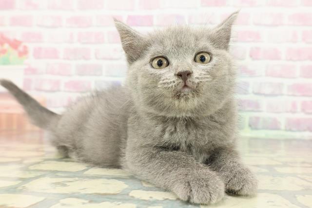 新潟県のスコティッシュフォールド (Coo&RIKU上越店/2025年12月14日生まれ/女の子/ブルー)の子猫の3枚目の画像