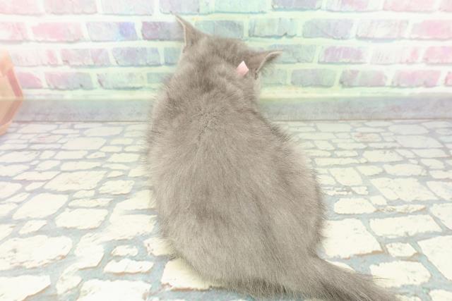 新潟県のスコティッシュフォールド (Coo&RIKU上越店/2025年12月14日生まれ/女の子/ブルー)の子猫の4枚目の画像