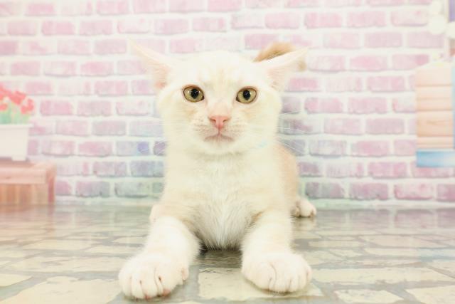 岩手県のアメリカンショートヘアー (Coo&RIKU岩手盛岡店/2025年11月18日生まれ/男の子/レッドタビー)の子猫の1枚目の画像