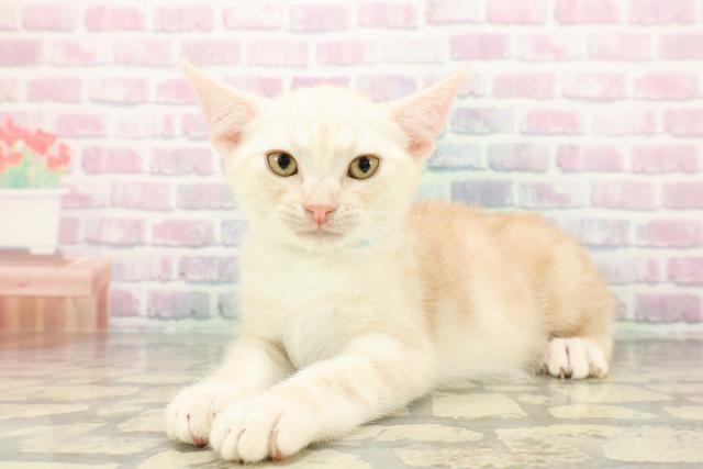 岩手県のアメリカンショートヘアー (Coo&RIKU岩手盛岡店/2025年11月18日生まれ/男の子/レッドタビー)の子猫の2枚目の画像