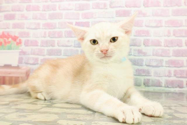 岩手県のアメリカンショートヘアー (Coo&RIKU岩手盛岡店/2025年11月18日生まれ/男の子/レッドタビー)の子猫の3枚目の画像